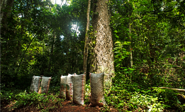 The Prosegur Group strengthens its emissions offsetting program by supporting a UN project to conserve more than 724,000 hectares of the Peruvian Amazon